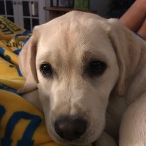 Meet your Posher, Charlotte